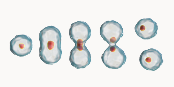 Etapas da divisão de uma célula em texto sobre mitose e meiose.[imagem_principal]