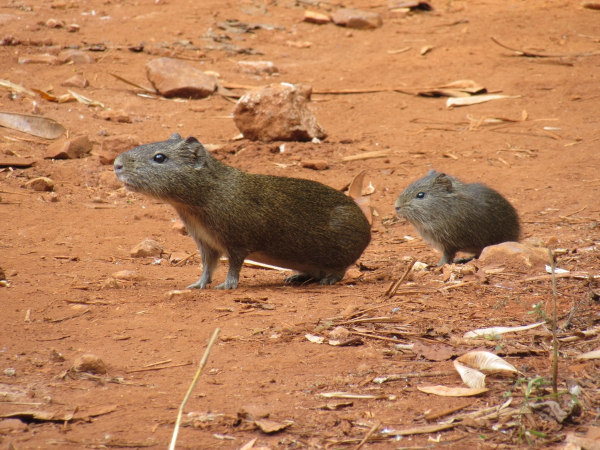 Cactos em paisagem típica do Sertão nordestino. Dois preás no chão, animais da fauna do Sertão nordestino.