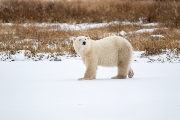 Urso-polar no Círculo Polar Ártico. [imagem_principal]