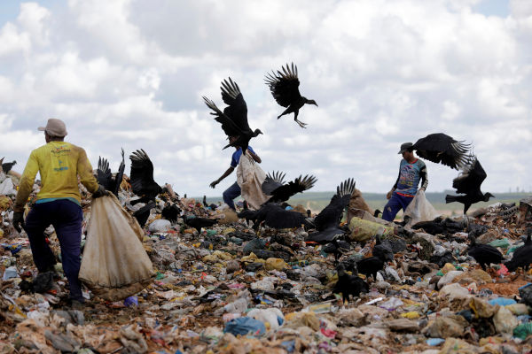 Urubus alimentando-se de materiais orgânicos em decomposição em um lixão.