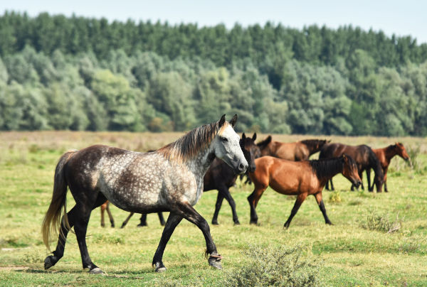 Cavalos selvagens, parte da fauna da Península Balcânica (Bálcãs).
