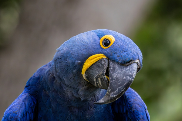 Arara-azul (Anodorhynchus hyacinthinus), um tipo de ave da ordem Psittaciforme.
