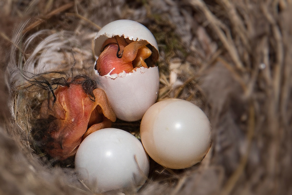 Filhotes de aves rompendo a casca do ovo após finalizar seu período de incubação. 
