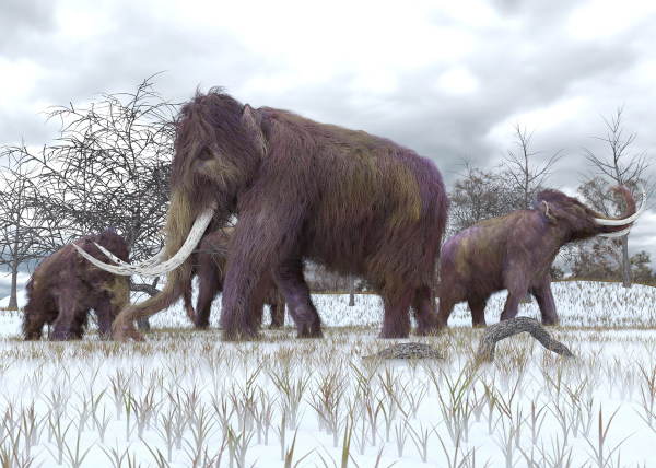 Representação gráfica dos mamutes-lanosos, cujos vestígios já foram encontrados preservados no permafrost.