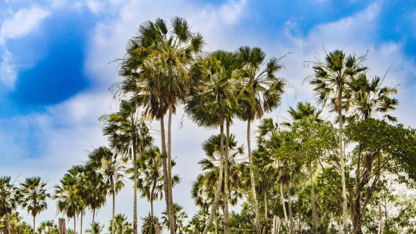 Mata dos Cocais, uma vegetação transicional entre o Cerrado, a Caatinga e a Floresta Amazônica.