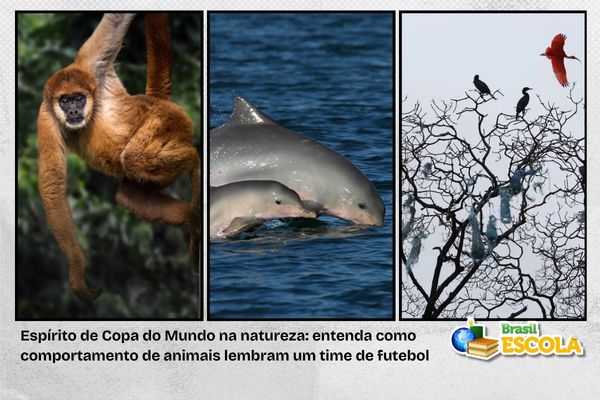 Fotos de animais