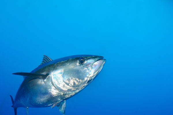 Atum (Thunnus thynnus), um dos animais marinhos.
