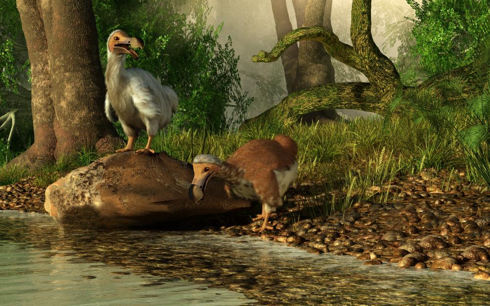 Casal de dodôs em ambiente natural representando espécie extinta durante o Holoceno. 