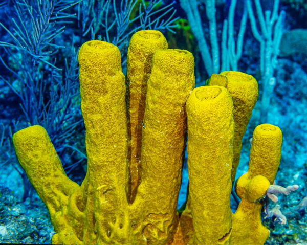 Esponja-do-mar amarela (Aplysina fistularis), um dos animais marinhos.