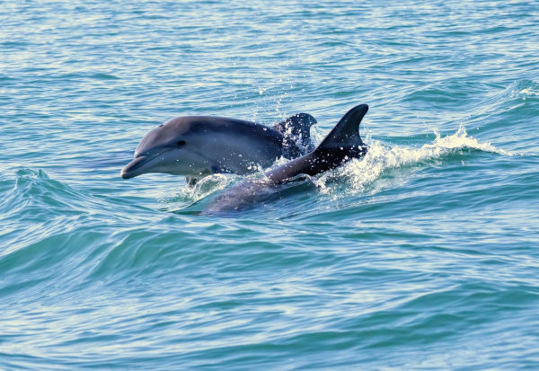 Golfinho-nariz-de-garrafa (Tursiops truncatus), um dos animais amrinhos.