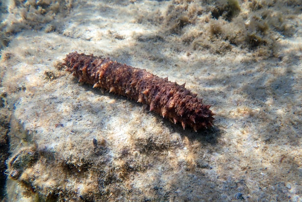Pepino-do-mar (Holothuria tubulosa), um dos animais marinhos.