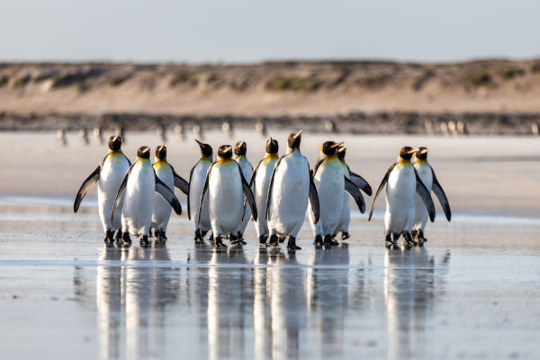 Pinguins nas Ilhas Malvinas.
