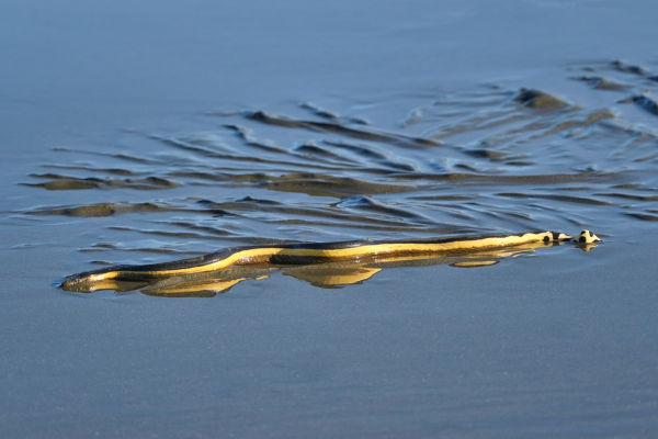 Serpente-marinha (Hydrophis platurus), um dos animais marinhos.