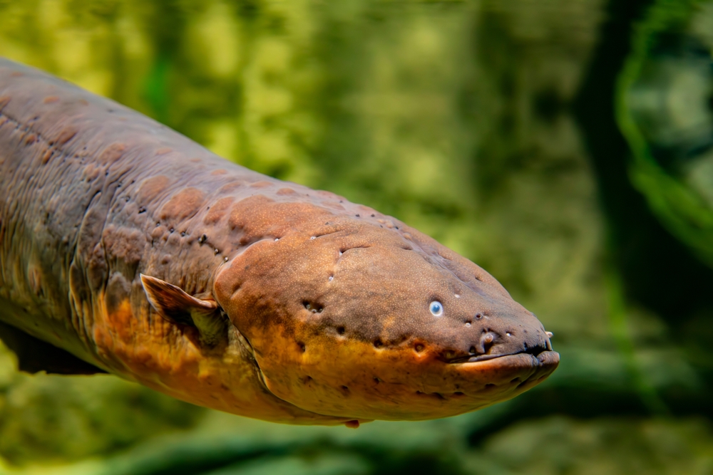 Poraquê (Electrophorus electricus).
