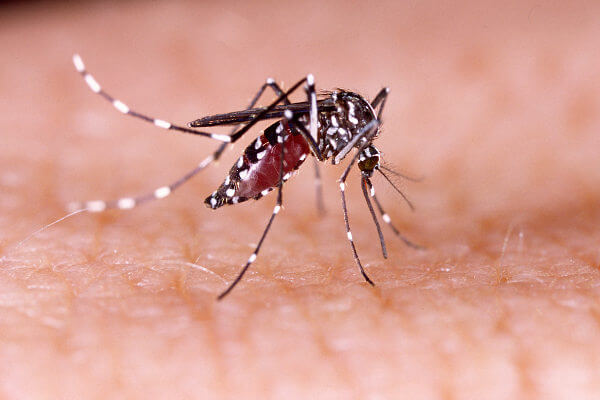 Aedes aegypti, mosquito transmissor da dengue.