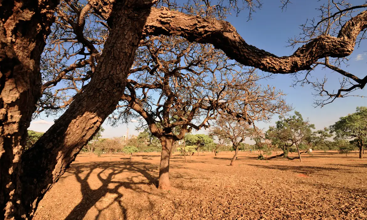 Árvores com galhos tortos do Cerrado