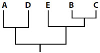 Opção B de cladograma que mostra relacionamento evolutivo