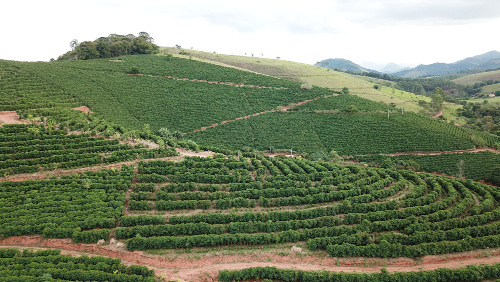 Plantação de café em curvas de nível.