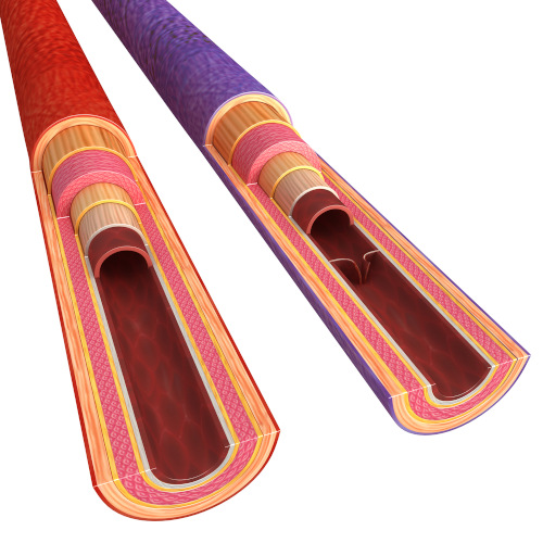 Ilustração da estrutura de dois vasos sanguíneos