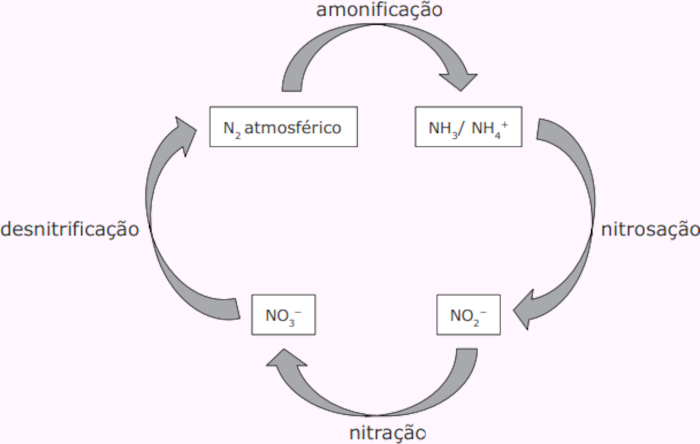 Etapas do processo de fixação do nitrogênio