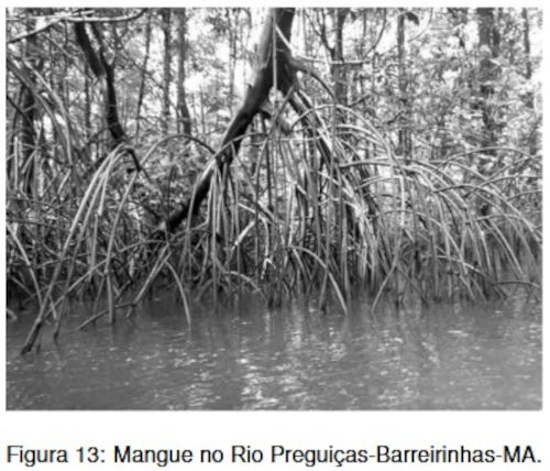 Mangue no Rio Preguiças-Barreirinhas-MA em exercício da UEL sobre mangue.
