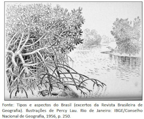 Representação de paisagem típica dos manguezais em exercício da FGV/IBGE sobre mangue.