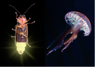 No vaga-lume e na água-viva, temos exemplos de bioluminescência