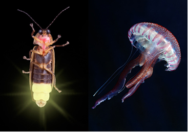 Diferença entre fluorescente e fosforescente  Bioluminescencia