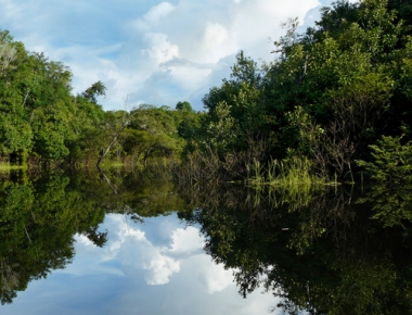 Mata de Igapó A mata de igapó localiza-se à margem dos grandes rios e está sempre inundada