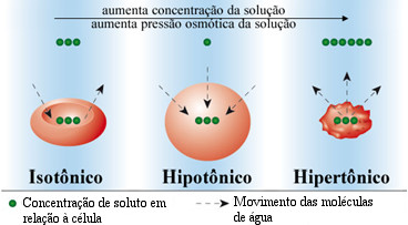 Esquema representativo de osmose em células quando o meio é isotônico, hipotônico ou hipertônico