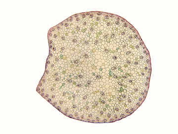 Observe os feixes distribuídos aleatoriamente no caule das monocotiledôneas