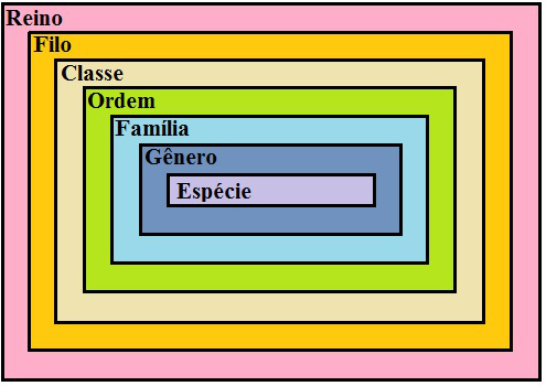 Observe as categorias taxonômicas básicas e suas relações