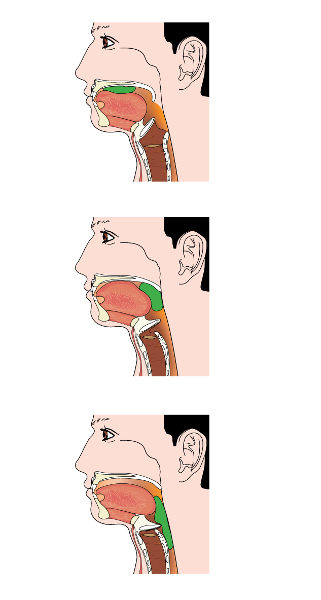 Observe o alimento seguindo em direção ao sistema digestório graças à ação da epiglote