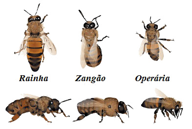 Verifique as castas presentes na sociedade das abelhas