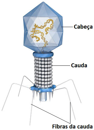 Observe as principais partes de um bacteriófago