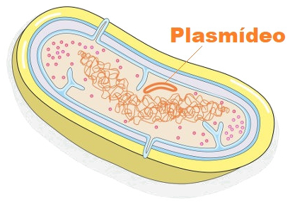 O plasmídeo é um DNA circular extracromossomial