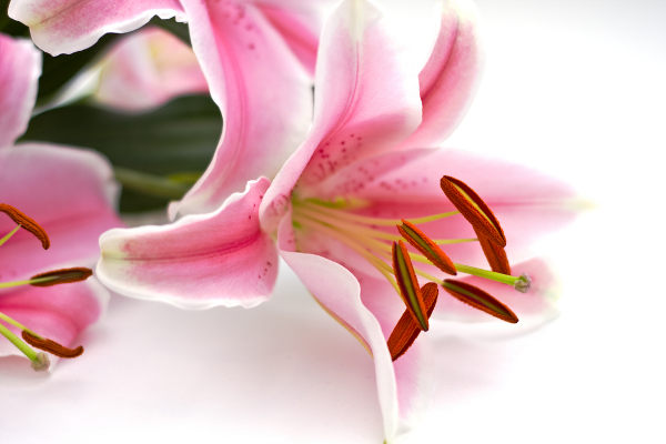 O lírio é uma flor perfeita, pois é possível observar nela o androceu e o gineceu.