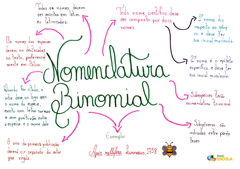 Nomenclaturas dentro da Teriantropia