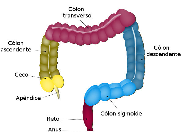 Observe acima as principais partes do intestino e entenda em qual delas cada colostomia é realizada.