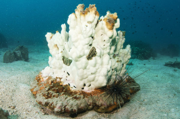 O branqueamento do coral pode estar relacionado com o aumento da temperatura da água.