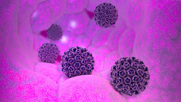 Alguns vírus HPV estão relacionados com o aumento do risco de desenvolver câncer de colo do útero.