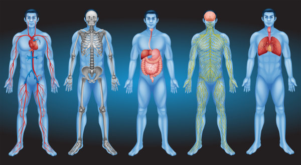 Representação dos sistemas do corpo humano.