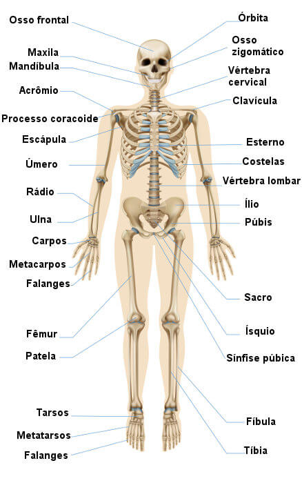 Esqueleto humano – Wikipédia, a enciclopédia livre