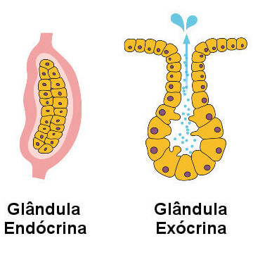 Observe as estruturas de uma glândula endócrina e de uma exócrina.
