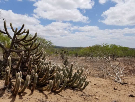 Mandacaru Flor Cacto Nordeste Maranhão Piauí Ceará Rio Grande do