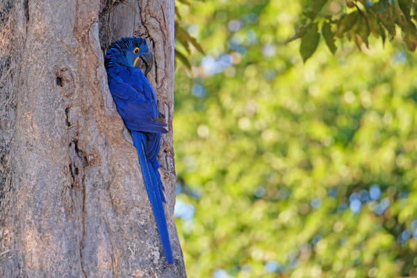 As araras-azuis fazem ninhos em ocos de árvores.