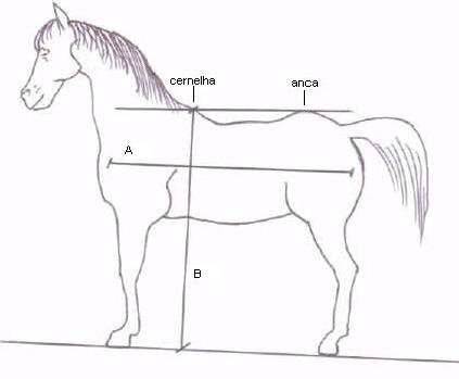 Como entender os sinais e o comportamento dos cavalos - Total Química