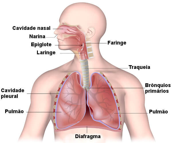 Representação dos principais órgãos do sistema respiratório.
