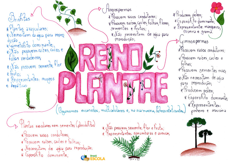 Reino Plantae. Classificação dos vegetais no Reino Plantae