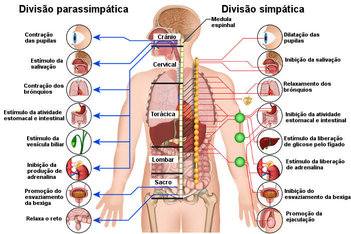 Coluna vertebral: anatomia, funções e doenças - Brasil Escola